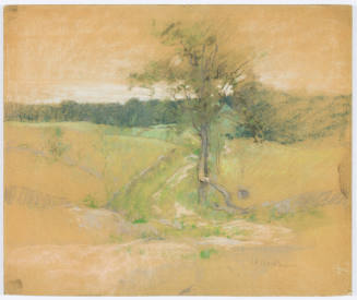 Tree by a Road