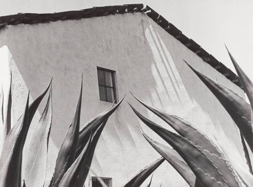 Window on the Maguey