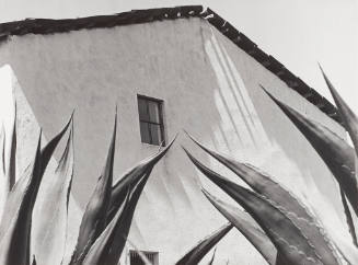 Window on the Maguey