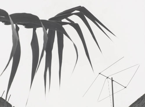 Carrizo and Television Antenna