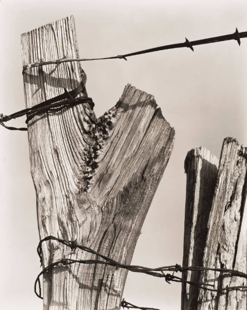 "Y" Shaped Fence Post