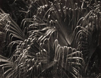 Curved Grasses, Dark