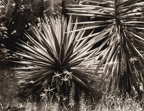 Palmetto/Martinique/Sunburst