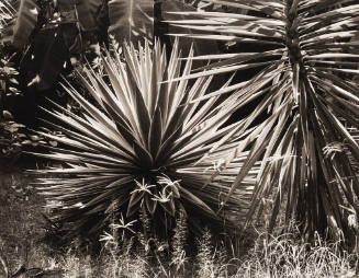 Palmetto/Martinique/Sunburst