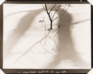 Small Tree in Snow with Dark Curved Shadow Above (Mozart)