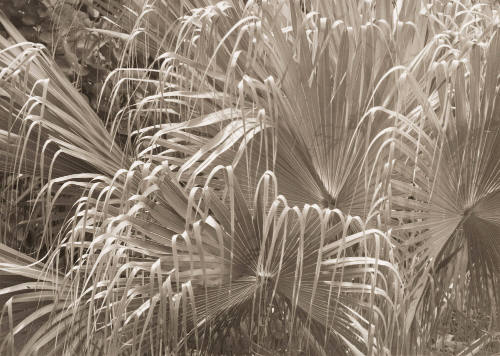 Curved Grasses, Pale