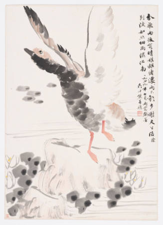 A Flying Wild Goose