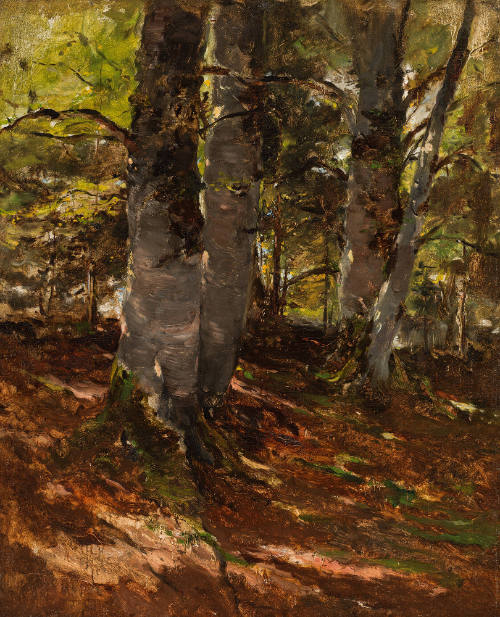 Beechwoods at Polling, Bavaria