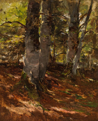 Beechwoods at Polling, Bavaria