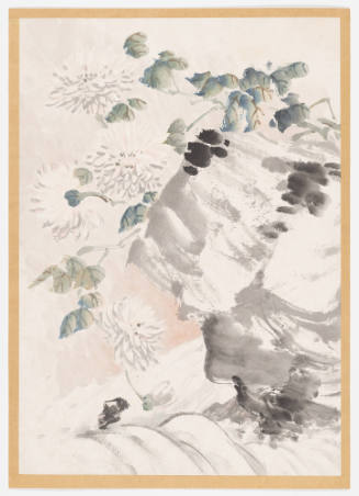 Chrysanthemum