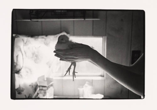 Reva Holds a Chicken, Pomeroy, Ohio