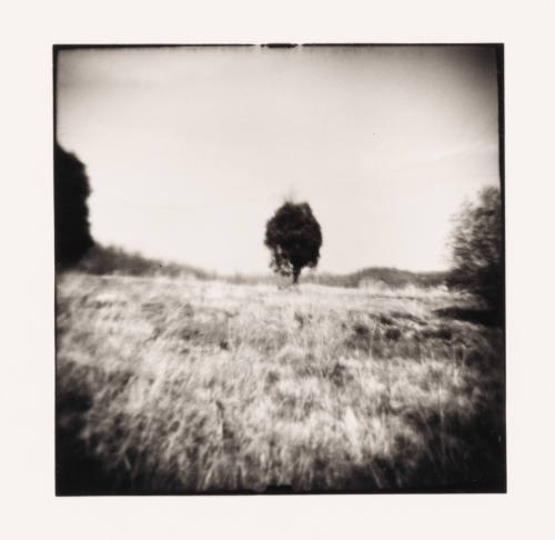 Three Trees, Amesville, Ohio