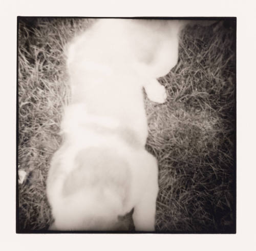 St. Bernard on the Grass, Albany, Ohio