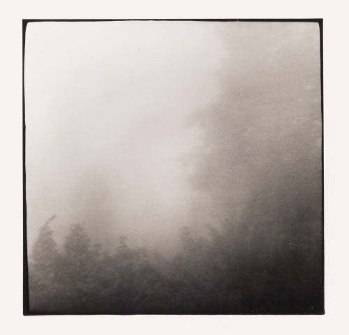 Mist and Tree, Albany, Ohio