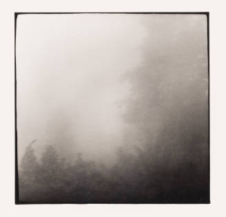 Mist and Tree, Albany, Ohio