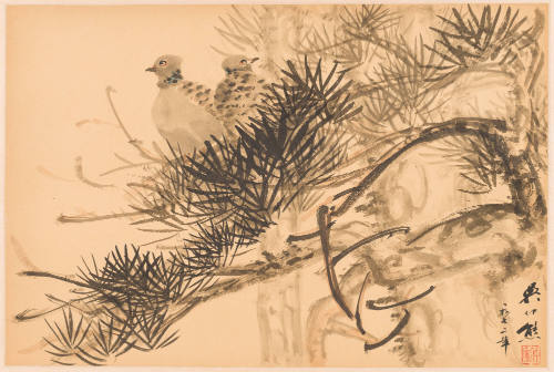 Turtle Dove on Pine Tree