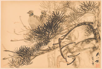 Turtle Dove on Pine Tree