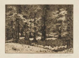 Beeches in Burnet Woods