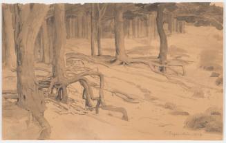 Forest Interior with Fir Trees - Regenstein