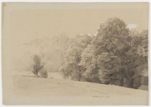 Landscape Study - Forest Edge