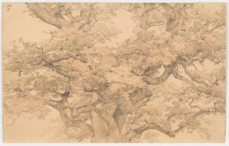 Oak Tree