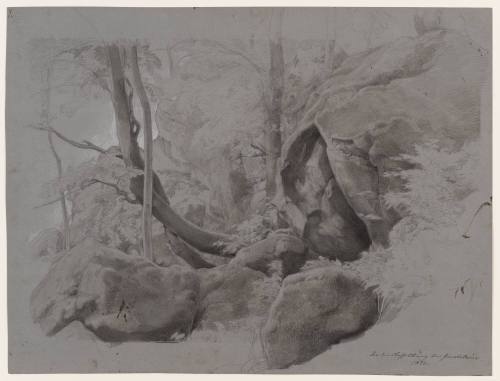 Inner Forest With Rocks and Tree Stumps