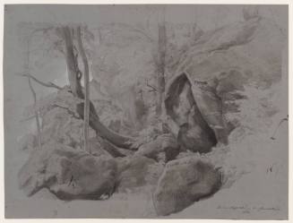 Inner Forest With Rocks and Tree Stumps