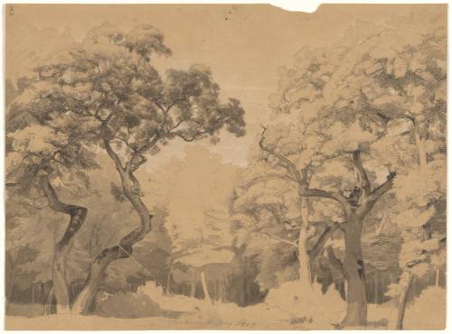 Forest Clearing - Niederwald