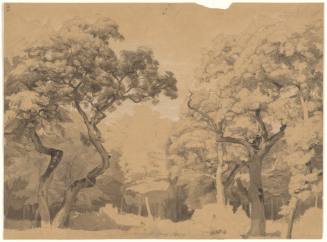 Forest Clearing - Niederwald