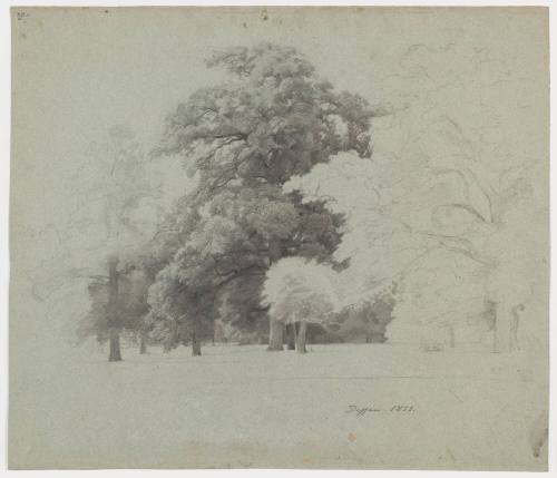 Tree Study - Dessasu