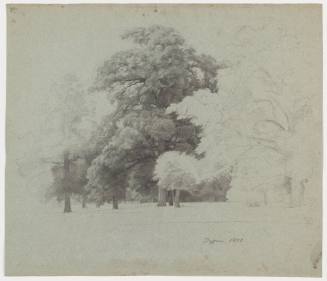Tree Study - Dessasu