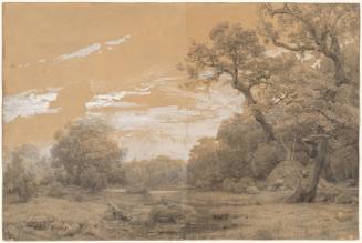 Forest Landscape