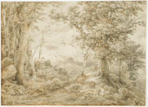 Forest with View of Mountain