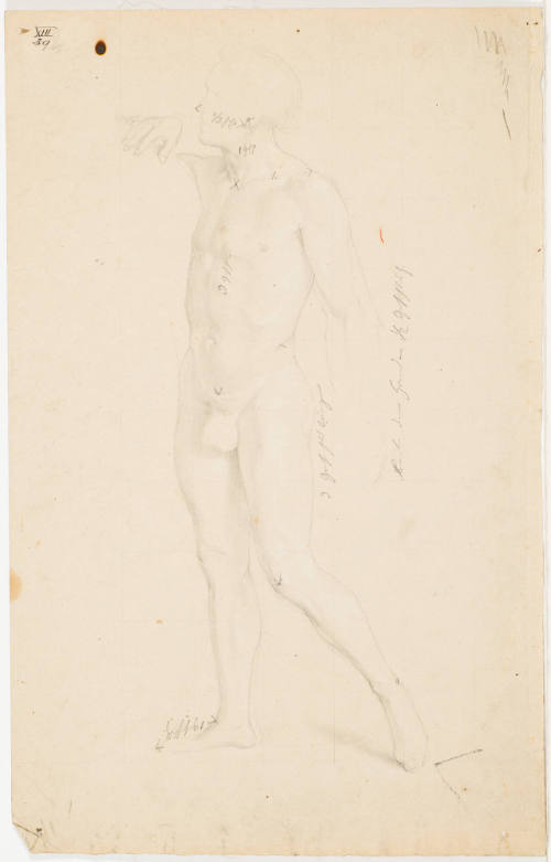 Male Nude (Anatomical Study)