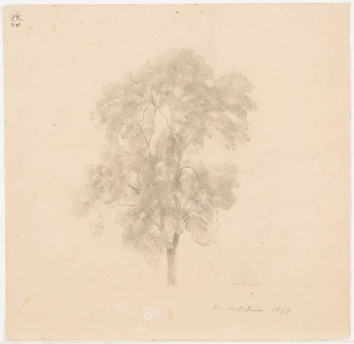 Study of a Tree - Michelstein