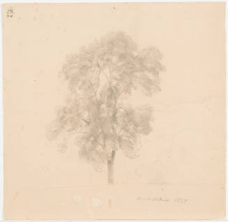 Study of a Tree - Michelstein
