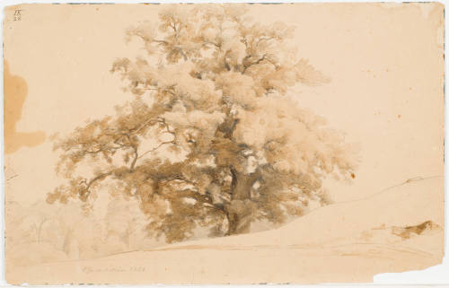 Study of a Tree - Michelstein