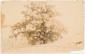 Study of a Tree - Michelstein