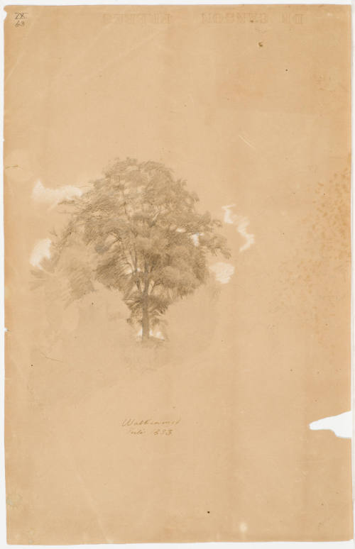 Tree Study - Walkenried