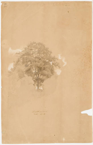 Tree Study - Walkenried