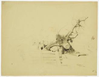Uprooted Tree Stump - Torfhaus