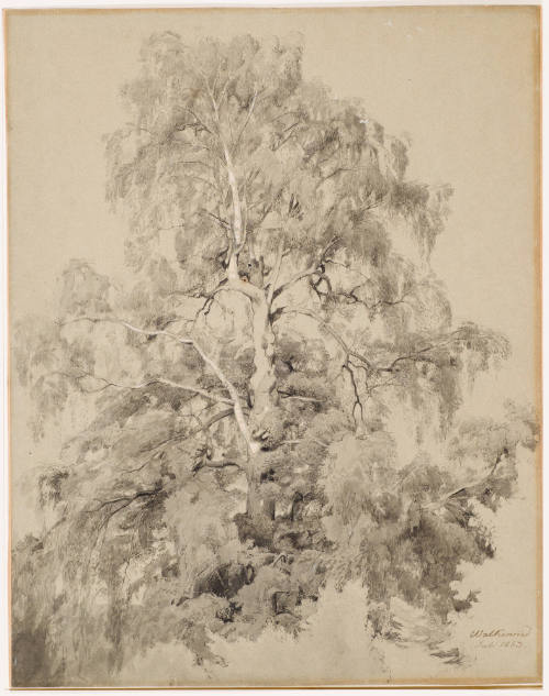 Tree Study - Birch Walkenried