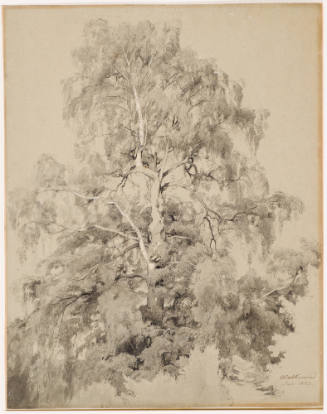 Tree Study - Birch Walkenried