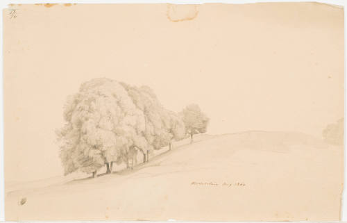 Study of a Tree - Michelstein