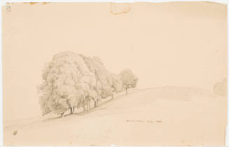 Study of a Tree - Michelstein