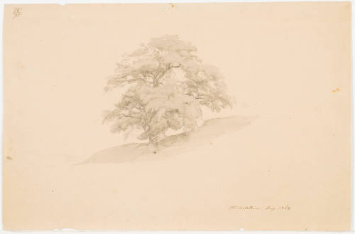 Study of a Tree - Michelstein