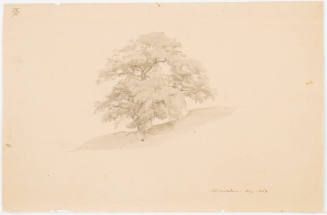 Study of a Tree - Michelstein