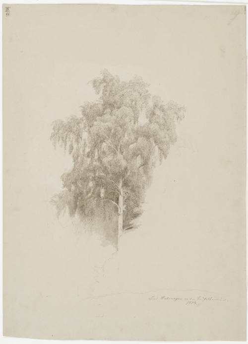Study of a Birch - Near Helsungen