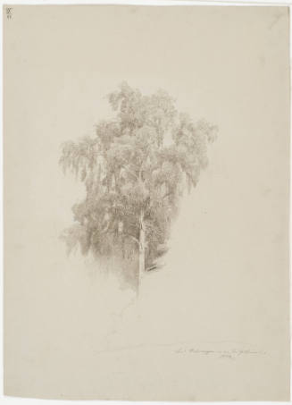 Study of a Birch - Near Helsungen