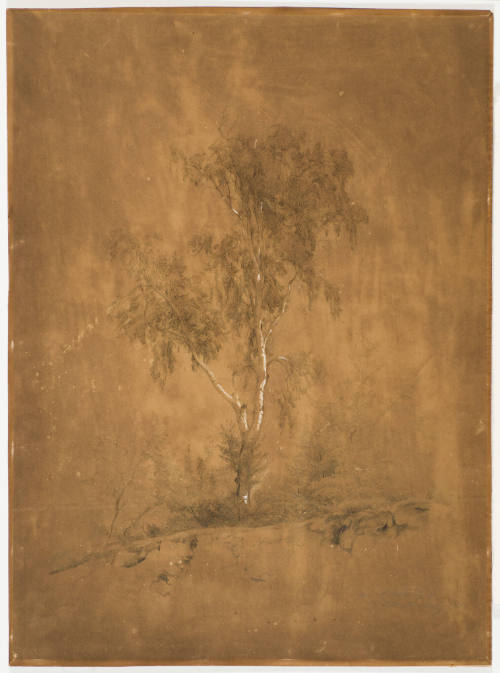 Study of Tree - at the Heidelburg Near Blankenburg